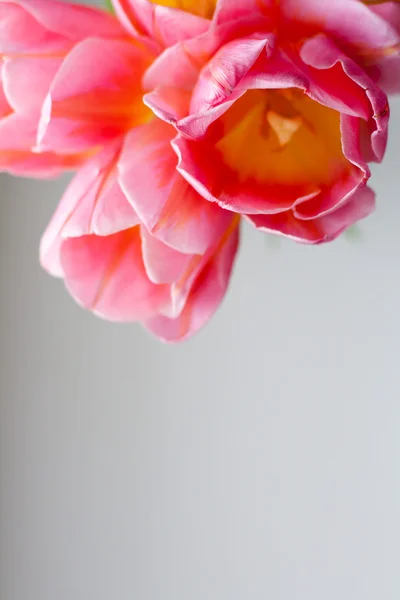 图像与粉红郁金香 — 图库照片
