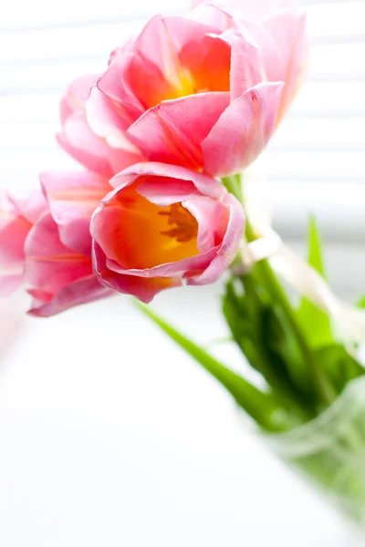 Imagem com tulipas rosa — Fotografia de Stock