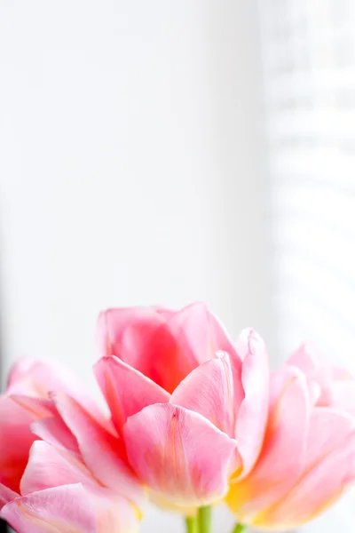 Зображення з рожевими тюльпанами — стокове фото