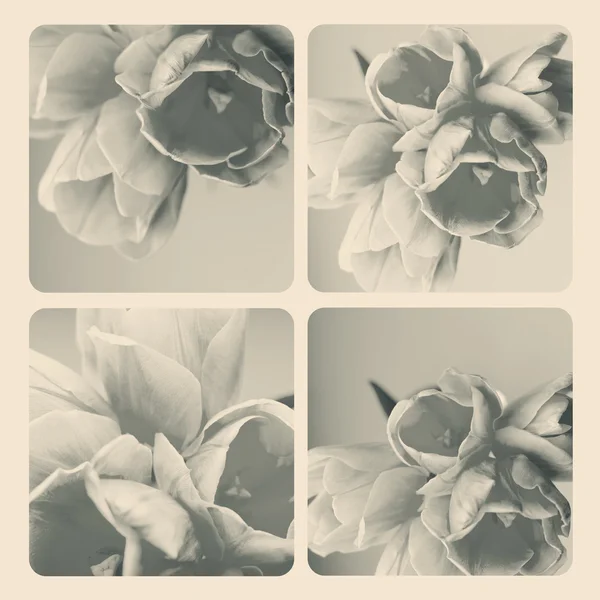 Collage with flowers — Stock Photo, Image