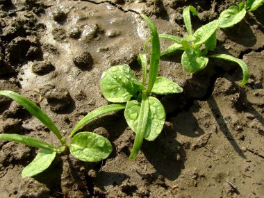 Spinach seedlings clipart