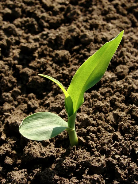 Sadzonka kukurydzy — Zdjęcie stockowe