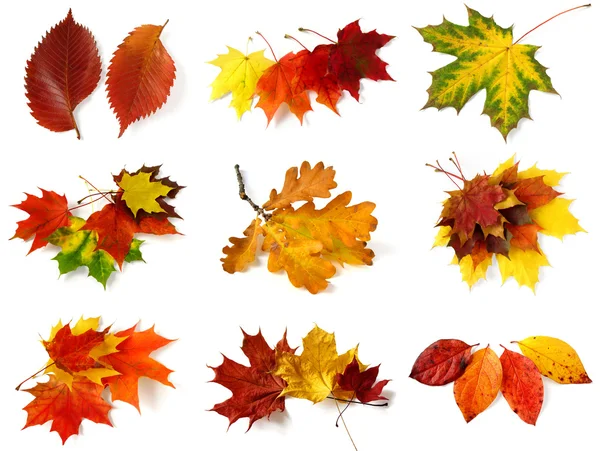 stock image Autumnal leaves collection