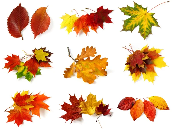 Stock image Autumnal leaves collection