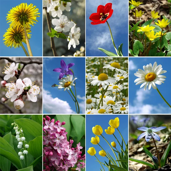 Bloemen collectie — Stockfoto
