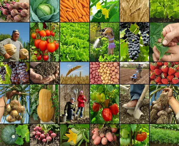 Collage de agricultura — Foto de Stock