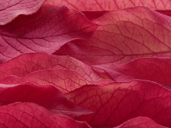 Пурпурний листя — стокове фото