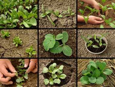 Seedlings collection clipart