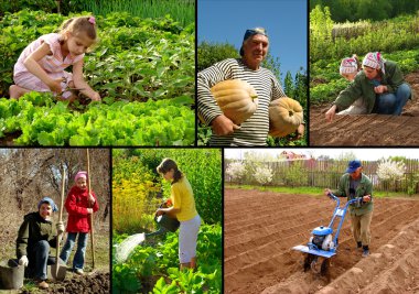 Farming collage clipart