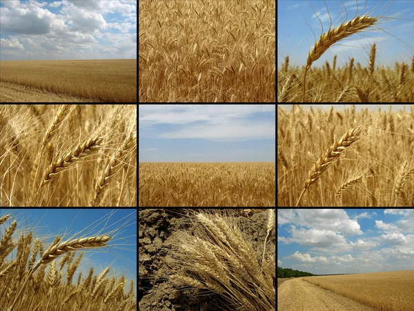 Пшеничная коллекция — стоковое фото