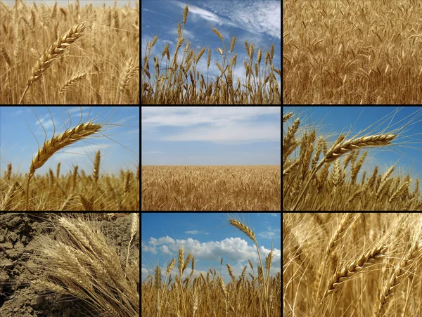 Recolha de trigo — Fotografia de Stock