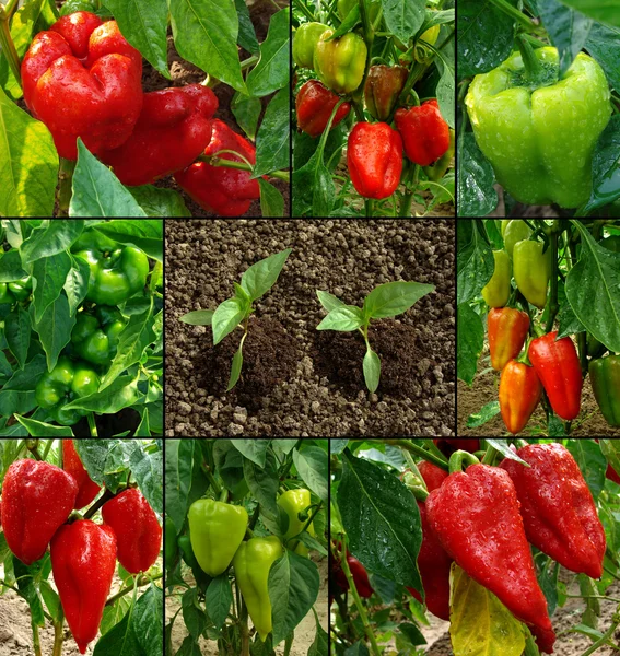 Plantas de pimenta — Fotografia de Stock