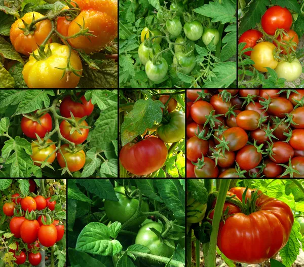 Ensemble de tomates — Photo