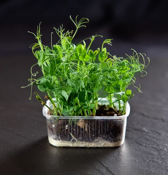 Zelená hrachová rostlina — Stock fotografie