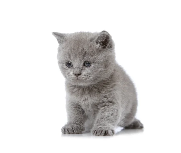 Βρετανικό γατάκι κοντά μαλλιά — Φωτογραφία Αρχείου
