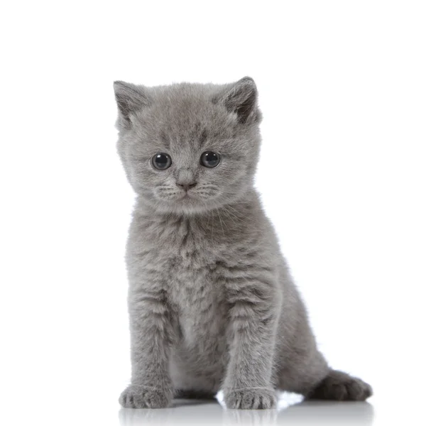 Британське коротеньке кошеня — стокове фото
