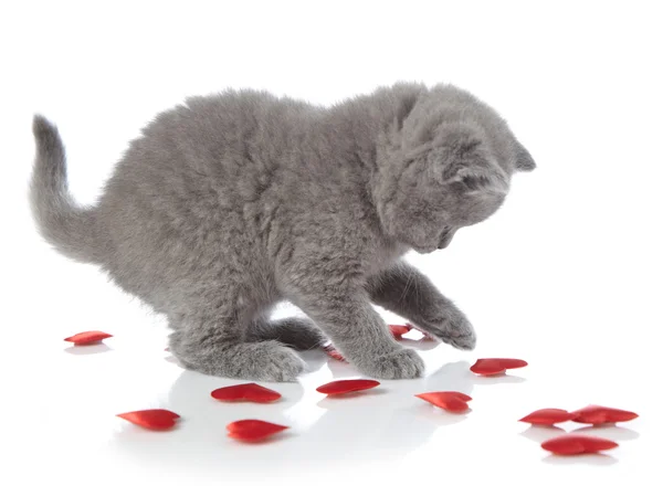 Kätzchen und rote Zierherzen — Stockfoto