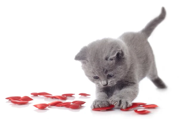 子猫と赤の装飾的な心 — ストック写真