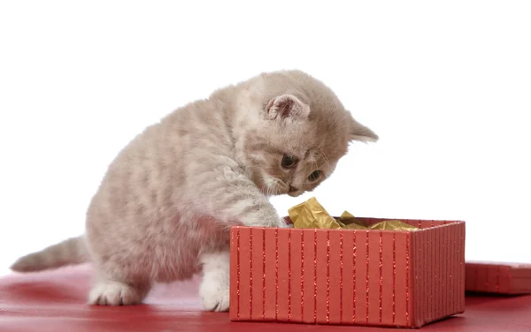Котёнок и подарочная коробка — стоковое фото