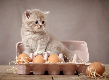 Kitten and eggs clipart