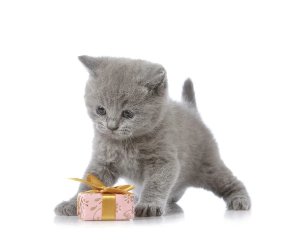 子猫とギフト ボックス — ストック写真