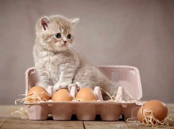 Kätzchen und Eier — Stockfoto