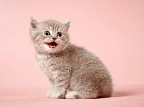 Kleine kitten — Stockfoto
