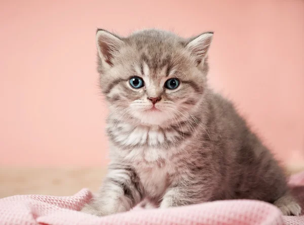 Маленький кошеня — стокове фото