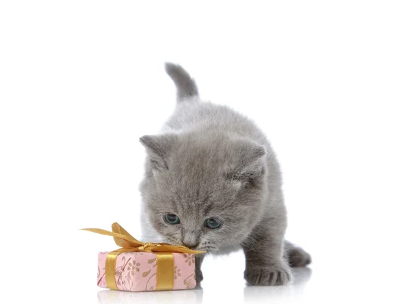 小猫和礼品盒 — 图库照片