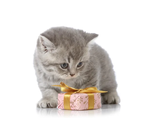 小猫和礼品盒 — 图库照片