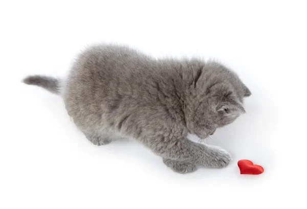 Yavru kedi ve kırmızı dekoratif kalp — Stok fotoğraf