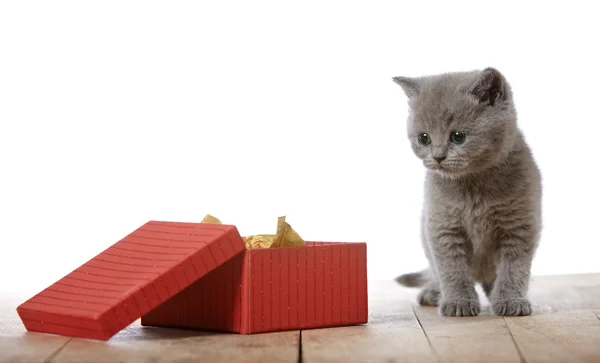 Gatito y caja de regalo —  Fotos de Stock