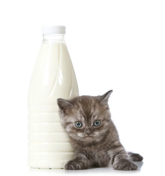 Kitten and milk bottle — Stock Photo, Image