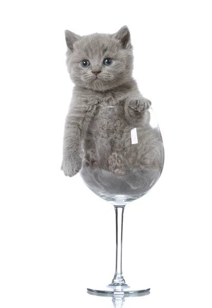 Котёнок в бокале вина — стоковое фото