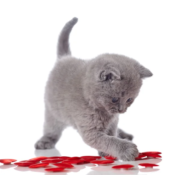 Kätzchen und dekorative Herzen — Stockfoto