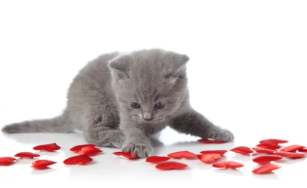 Kitten en decoratieve harten — Stockfoto