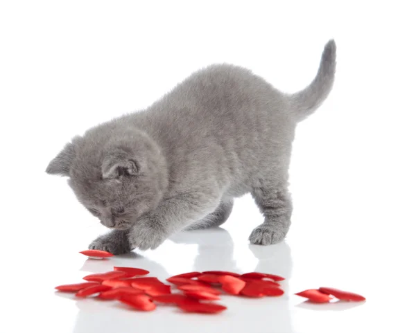 Kitten and decorative hearts — Stock Photo, Image