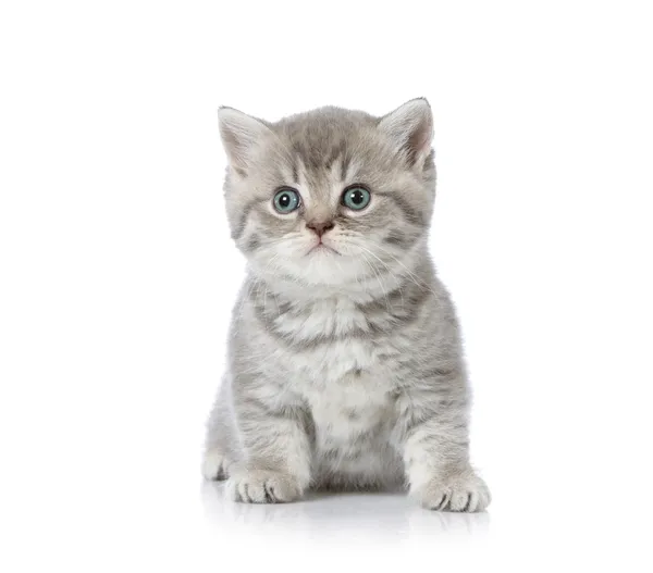 Αγγλικός Κοντότριχος γατάκι — Φωτογραφία Αρχείου
