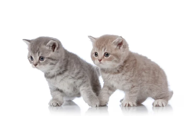 Brits korthaar kittens — Stockfoto