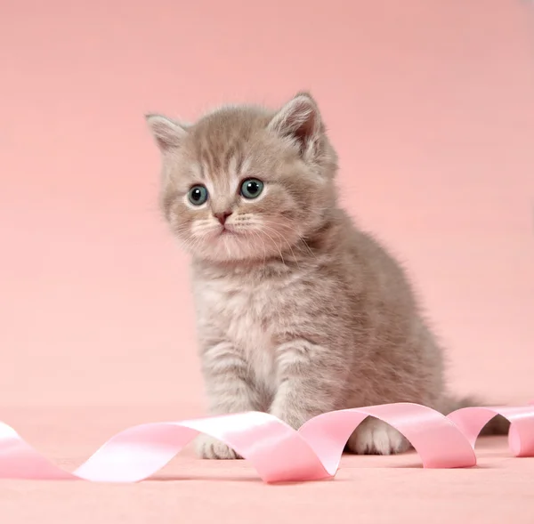 ブリティッシュショートヘア子猫 — ストック写真