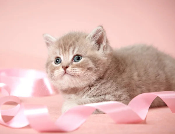 ブリティッシュショートヘア子猫 — ストック写真