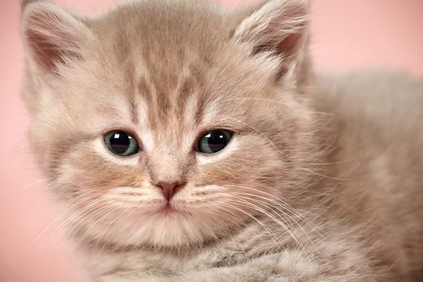 Британський короткошерстий кошеня — стокове фото
