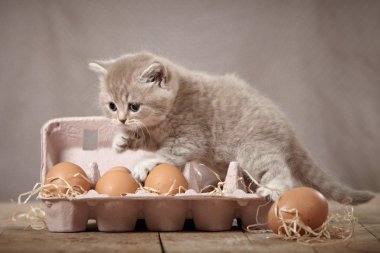 Kitten and eggs clipart