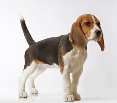 Beagle puppy clipart