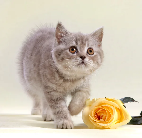Γατάκι και κίτρινο τριαντάφυλλο — Φωτογραφία Αρχείου