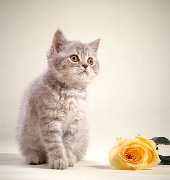 Кошеня і жовта троянда — стокове фото