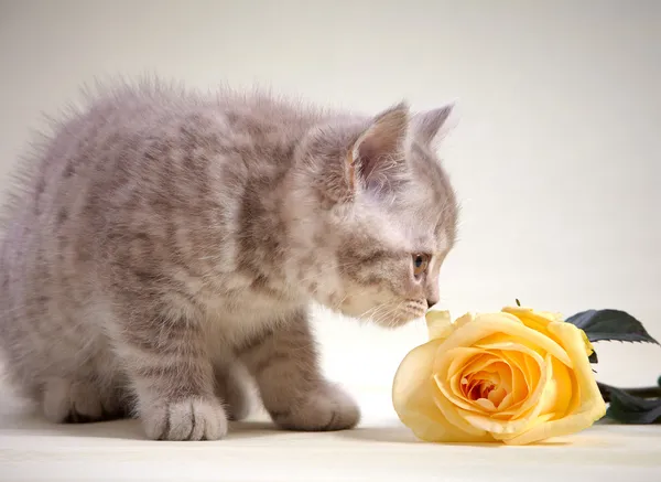 Kitten en gele roos — Stockfoto