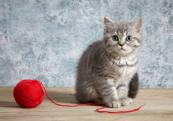 Шар из котят и красных ниток — стоковое фото