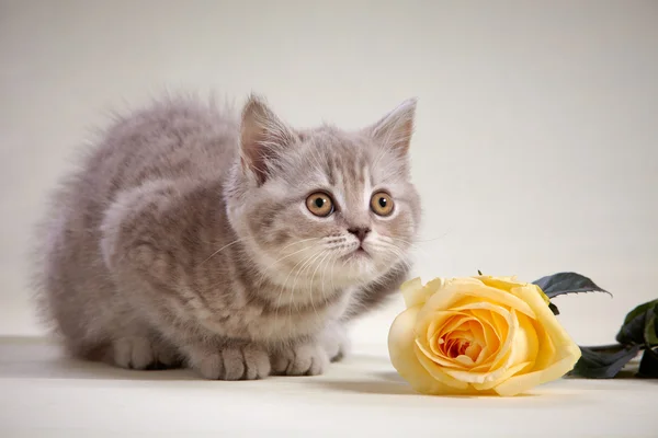 子猫と黄色いバラ — ストック写真