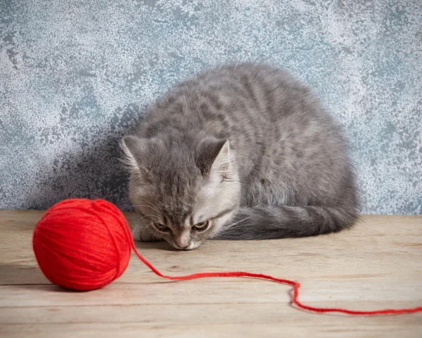 Yavru kedi ve kırmızı iplik topu — Stok fotoğraf